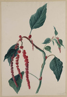 Y 075
          <br/>
          Kattestaartamarant (Amarantus caudatus)
          <br/>
          <em>Snabilie, Maria Geertruida (1776-1838)</em>